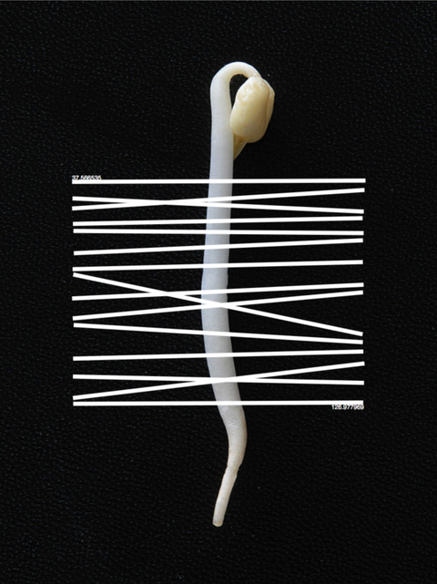 Mijung Kim Invernizzi